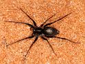 Venonia_micarioides_D7192_O_90_Kidmans camp_Australie